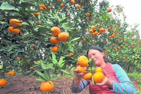 龙泉驿百万斤橘子滞销逼出史上最大开心果园