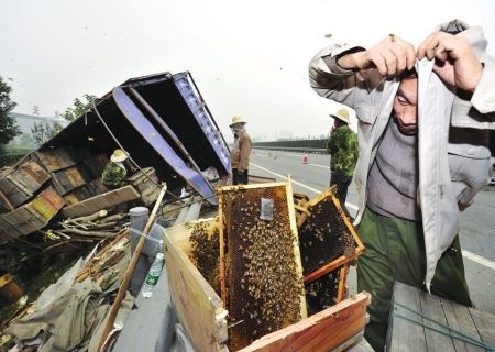 货车满载蜂箱成灌高速出车祸 60万只蜜蜂随风