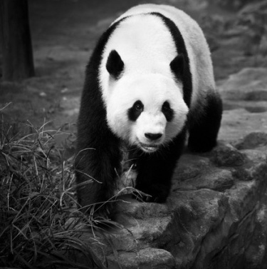 郑州动物园 请还我熊猫