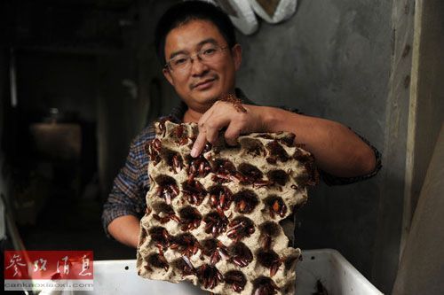 中国蟑螂养殖业成中国人致富新路